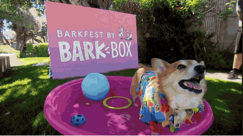 Rachel_Episode 2_Dog Party 1